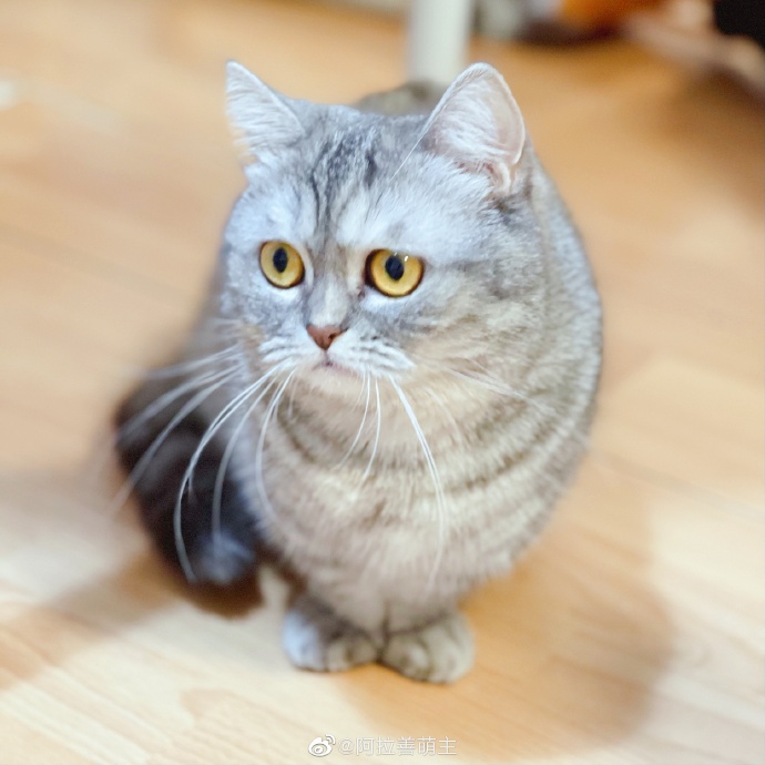 猫图片|宠物猫|猫咪|