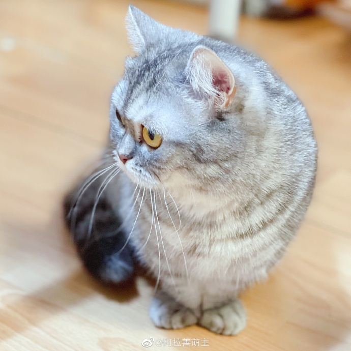 猫图片|宠物猫|猫咪|