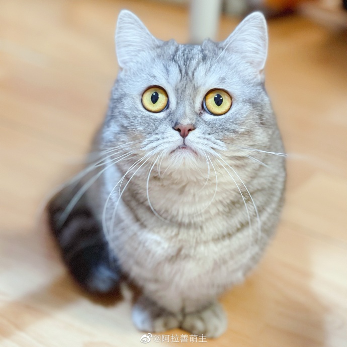 猫图片|宠物猫|猫咪|