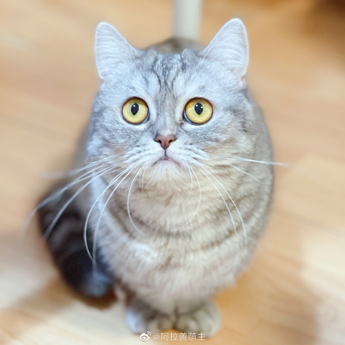 猫图片|宠物猫|猫咪|