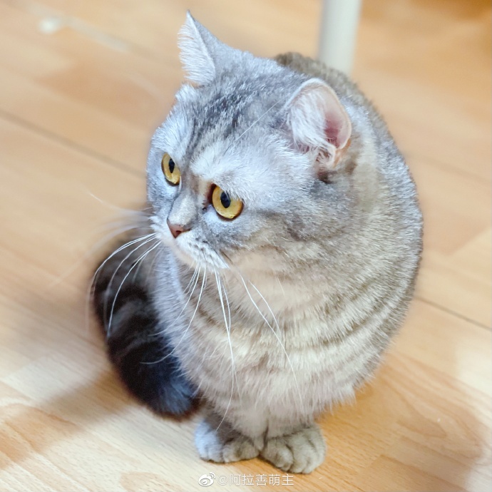 猫图片|宠物猫|猫咪|