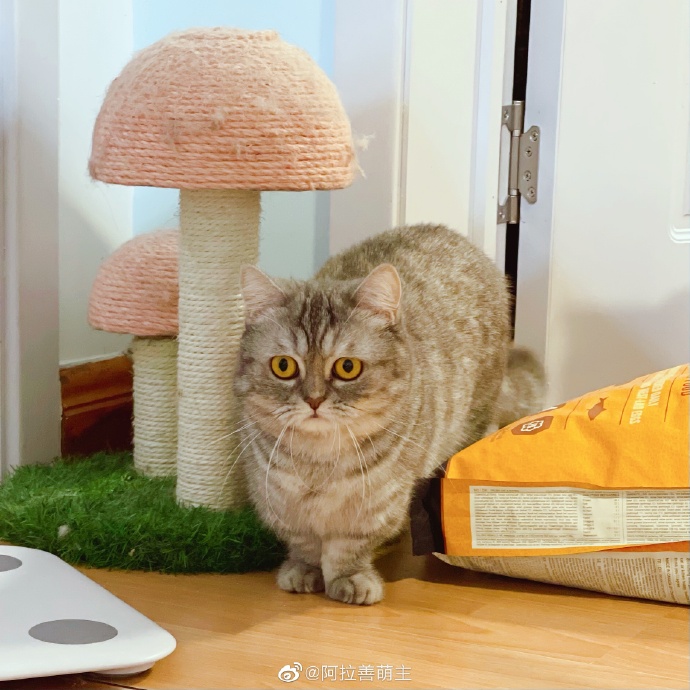 猫图片|宠物猫|猫咪|