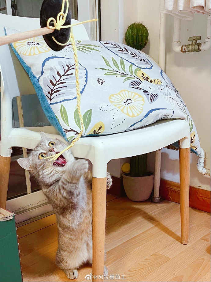 猫图片|宠物猫|猫咪|