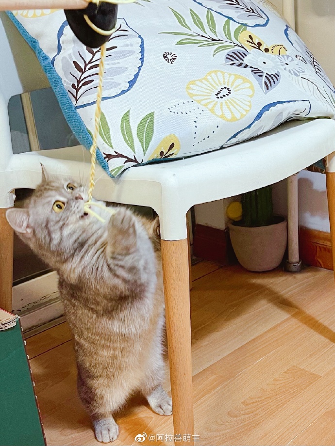 猫图片|宠物猫|猫咪|