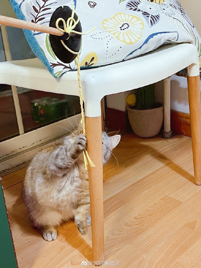 猫图片|宠物猫|猫咪|