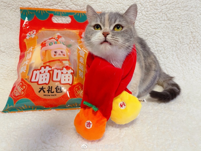 猫图片|宠物猫|猫咪|