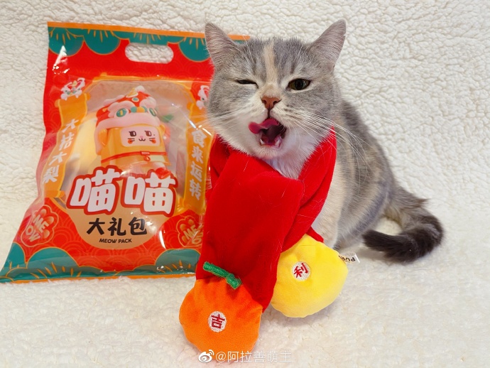 猫图片|宠物猫|猫咪|