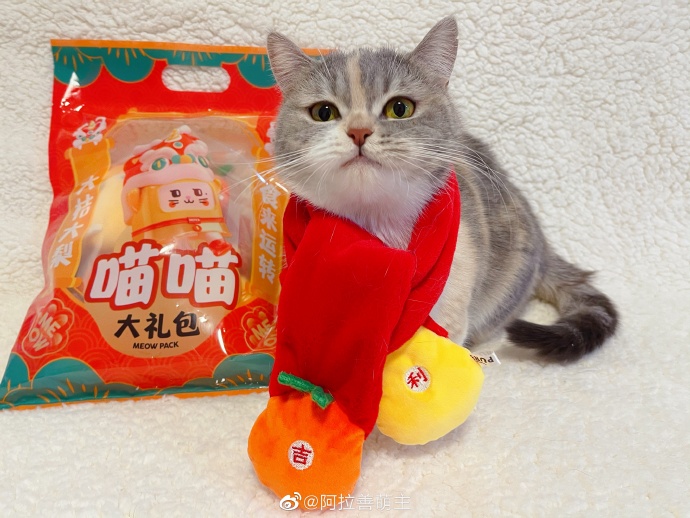 猫图片|宠物猫|猫咪|