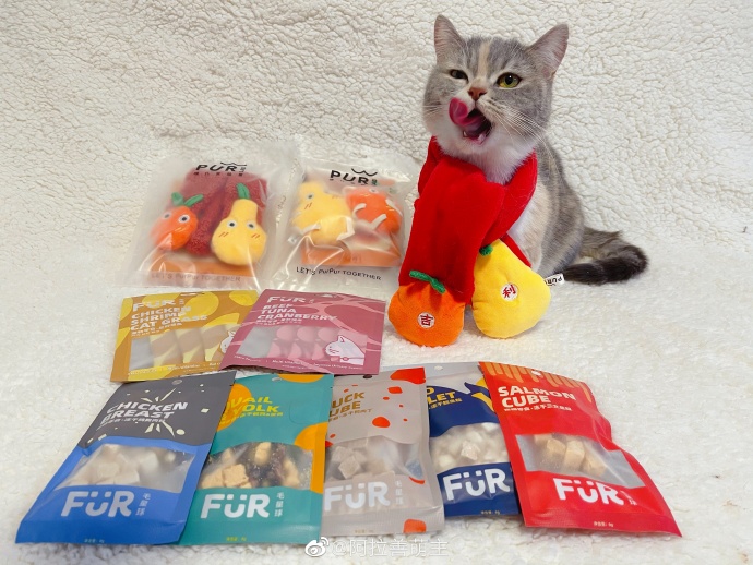 猫图片|宠物猫|猫咪|