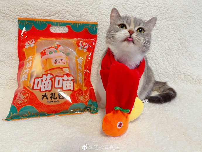 猫图片|宠物猫|猫咪|