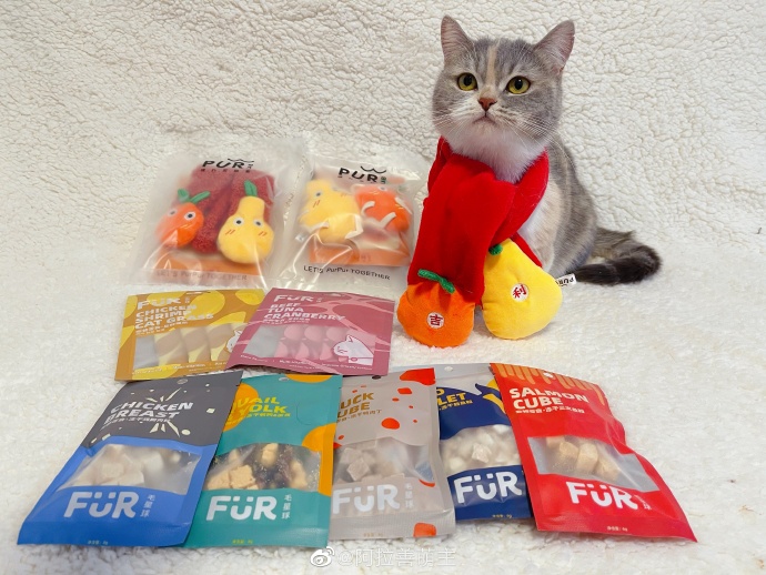 猫图片|宠物猫|猫咪|