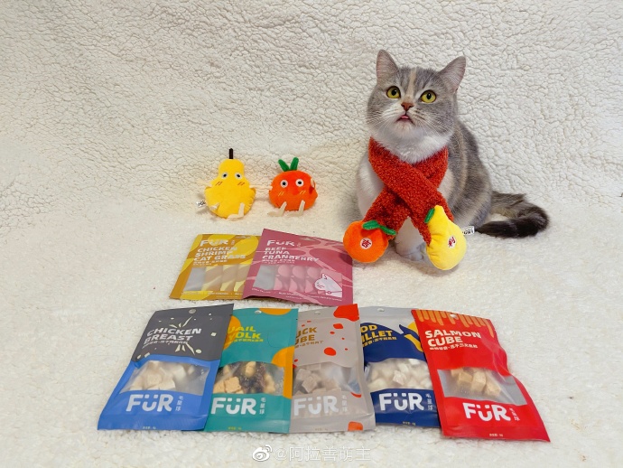 猫图片|宠物猫|猫咪|