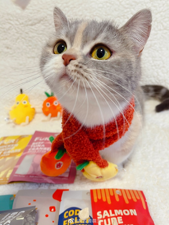 猫图片|宠物猫|猫咪|