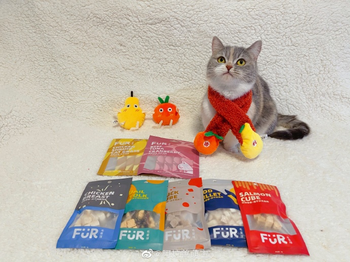 猫图片|宠物猫|猫咪|