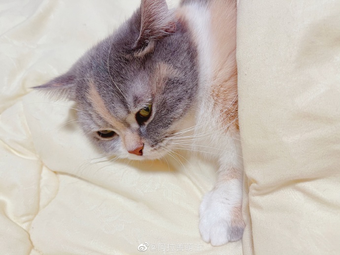 猫图片|宠物猫|猫咪|