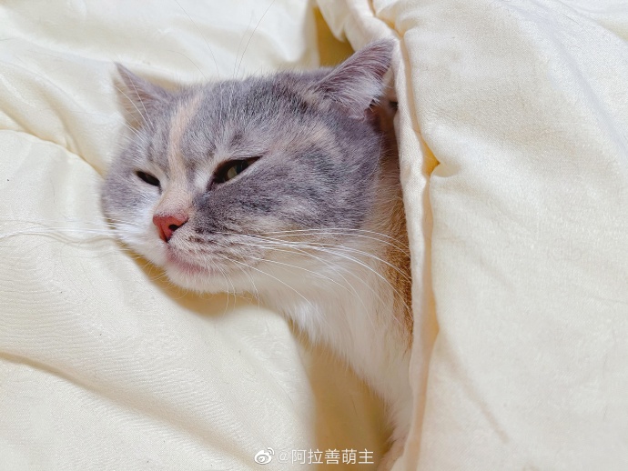 猫图片|宠物猫|猫咪|