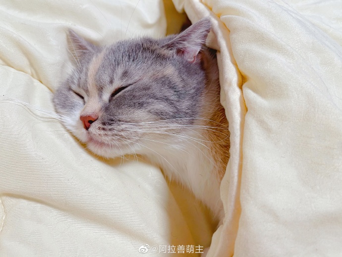 猫图片|宠物猫|猫咪|