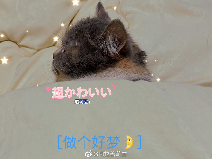 猫图片|宠物猫|猫咪|