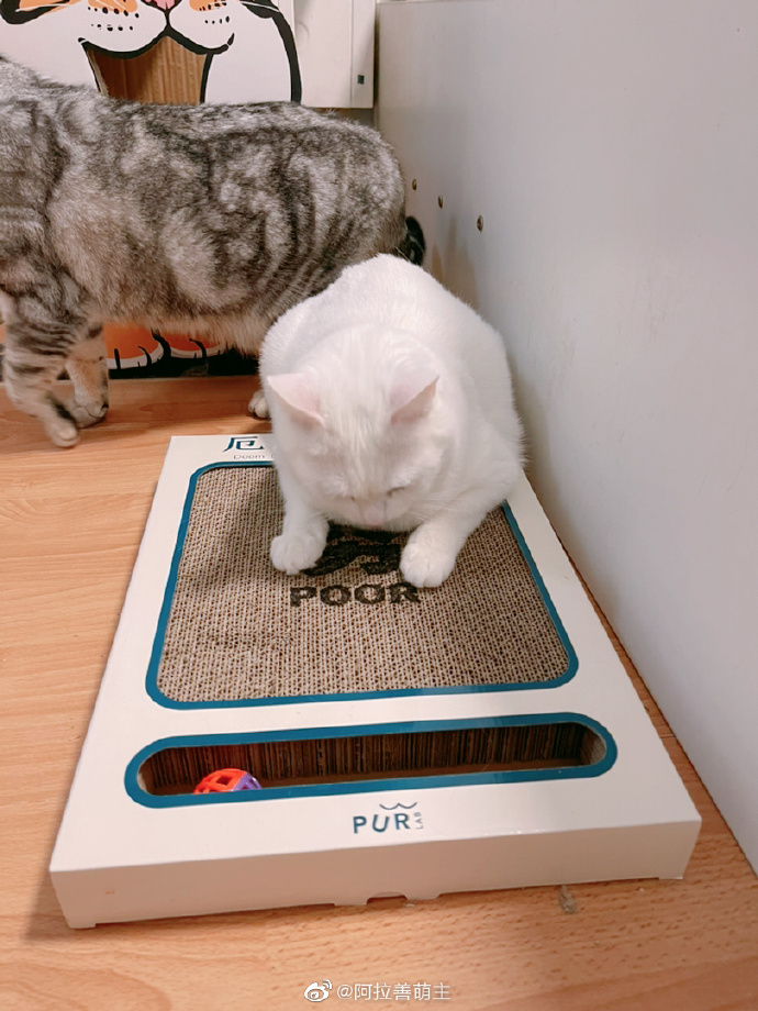 猫图片|宠物猫|猫咪|