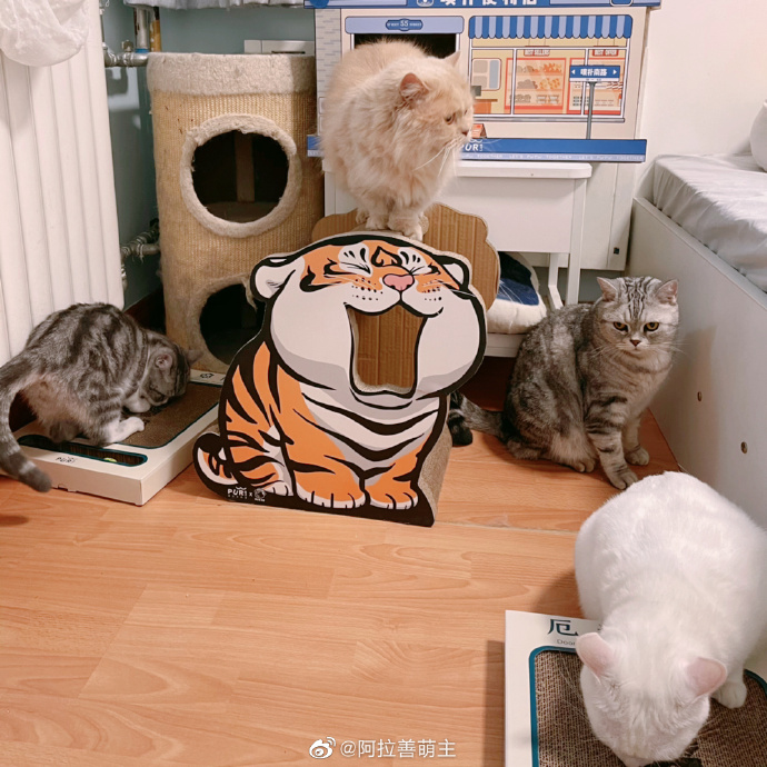 猫图片|宠物猫|猫咪|