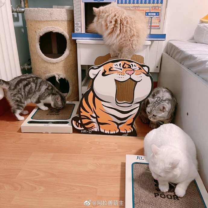 猫图片|宠物猫|猫咪|