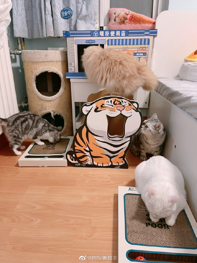 猫图片|宠物猫|猫咪|