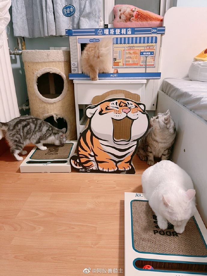 猫图片|宠物猫|猫咪|