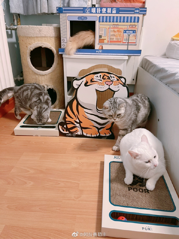 猫图片|宠物猫|猫咪|