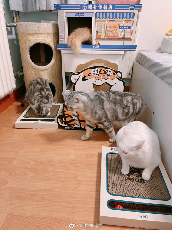 猫图片|宠物猫|猫咪|