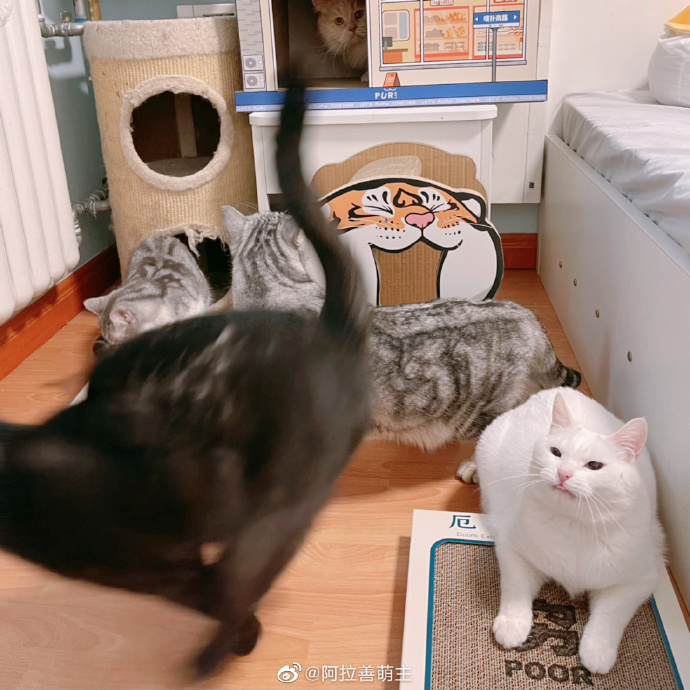 猫图片|宠物猫|猫咪|