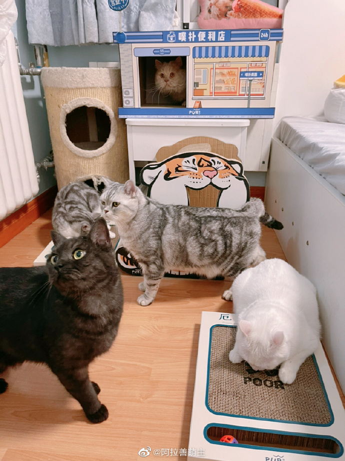 猫图片|宠物猫|猫咪|