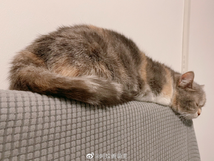 猫图片|宠物猫|猫咪|