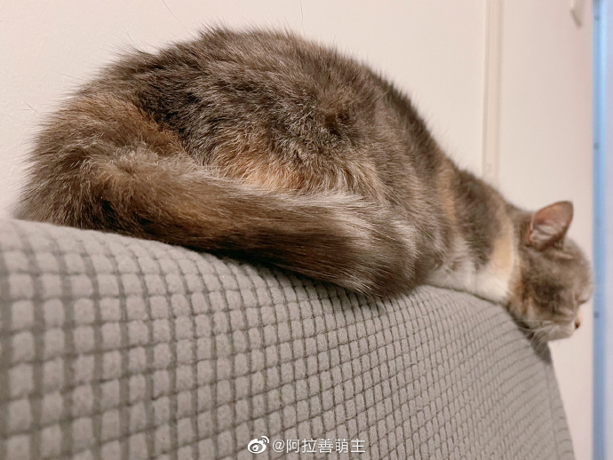 猫图片|宠物猫|猫咪|