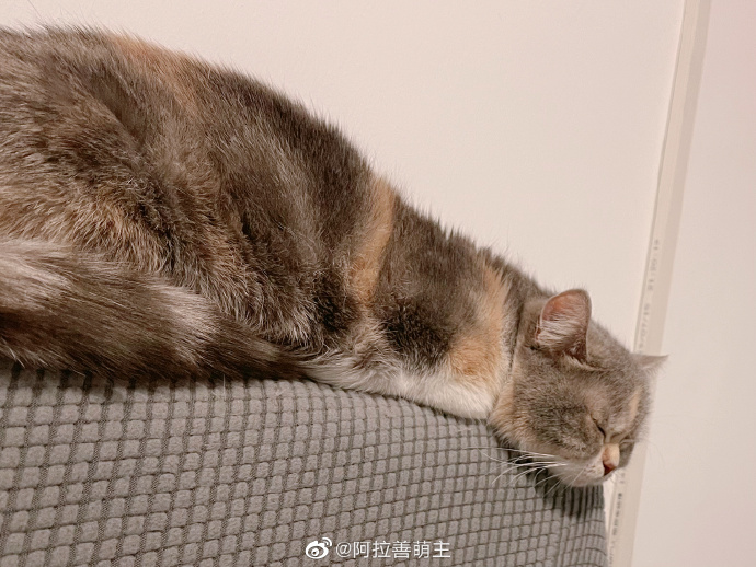 猫图片|宠物猫|猫咪|