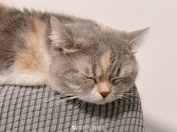 猫图片|宠物猫|猫咪|