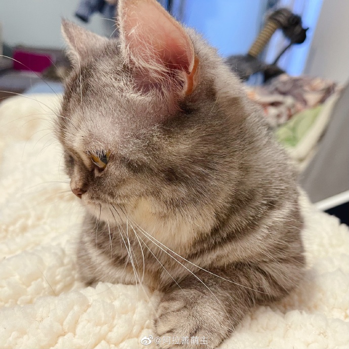 猫图片|宠物猫|猫咪|