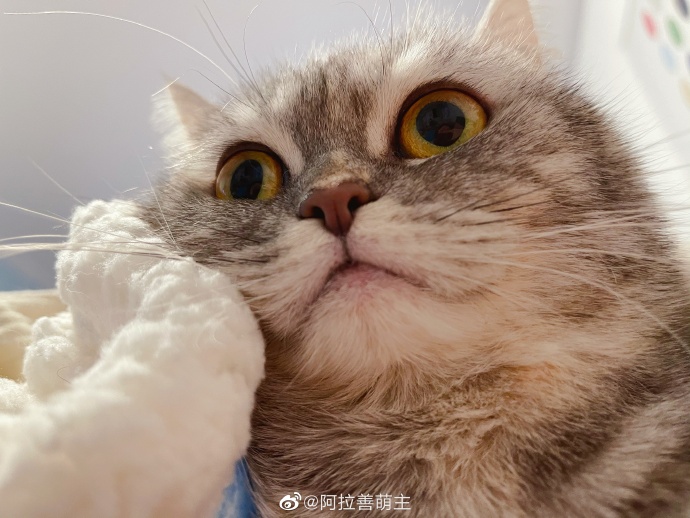 猫图片|宠物猫|猫咪|