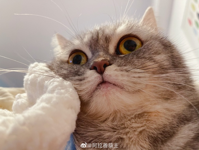 猫图片|宠物猫|猫咪|