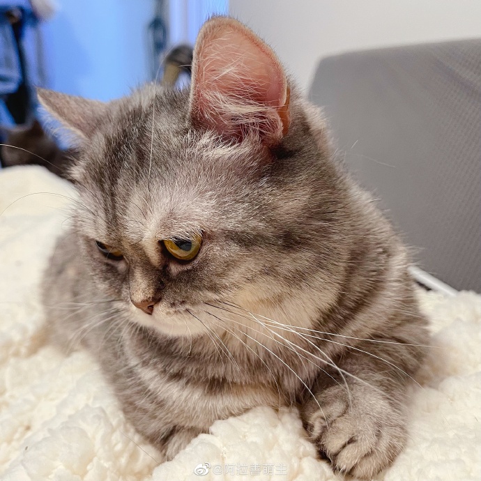 猫图片|宠物猫|猫咪|