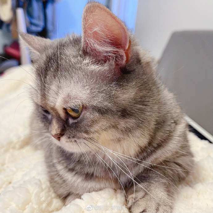 猫图片|宠物猫|猫咪|