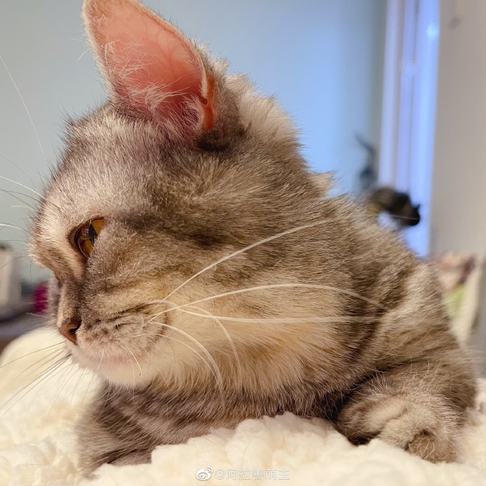 猫图片|宠物猫|猫咪|