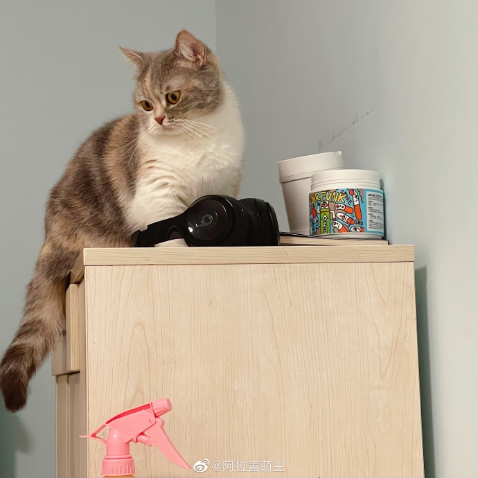 猫图片|宠物猫|猫咪|