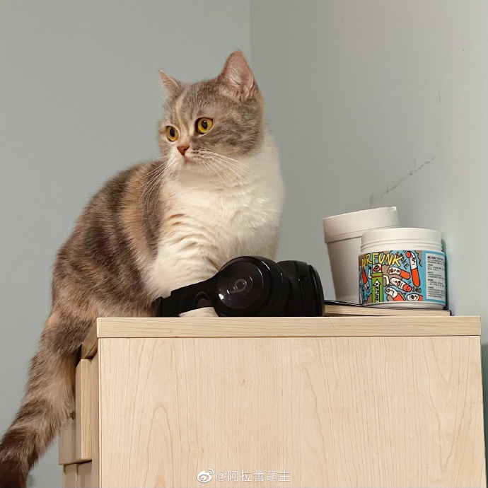 猫图片|宠物猫|猫咪|