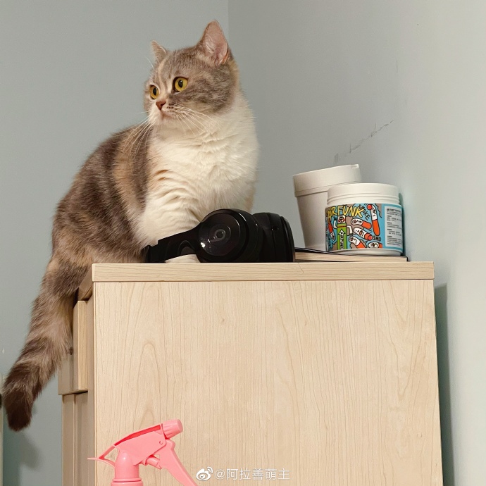 猫图片|宠物猫|猫咪|