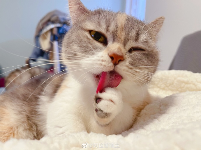 猫图片|宠物猫|猫咪|