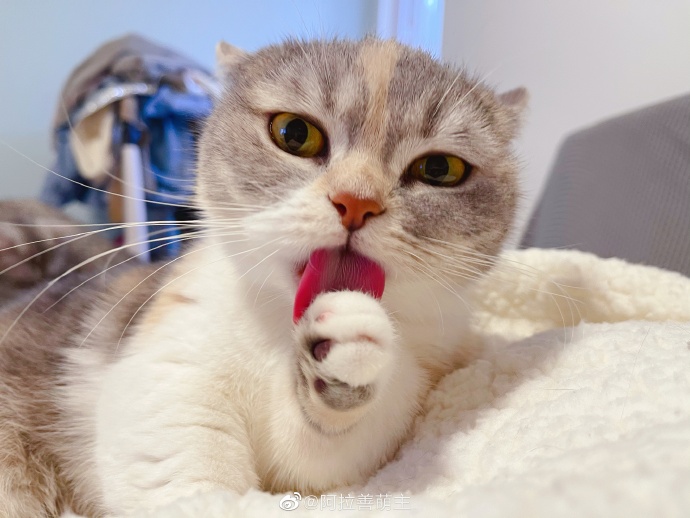 猫图片|宠物猫|猫咪|