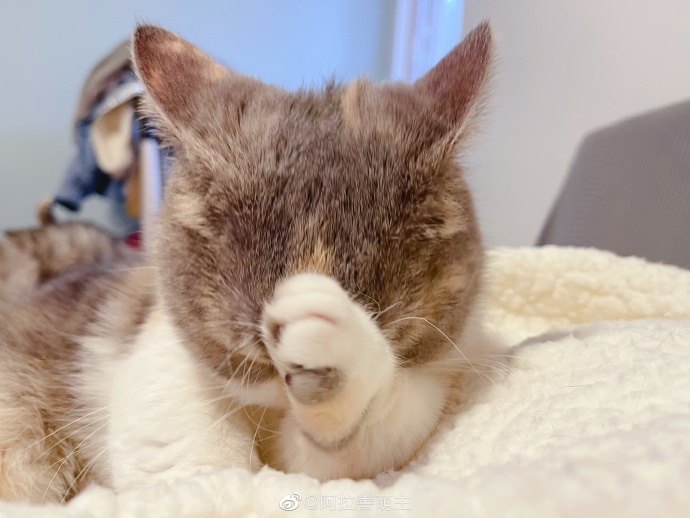 猫图片|宠物猫|猫咪|