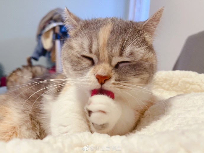 猫图片|宠物猫|猫咪|