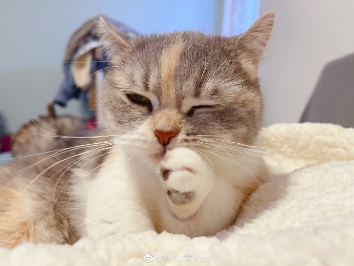 猫图片|宠物猫|猫咪|