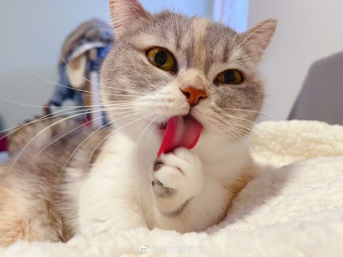 猫图片|宠物猫|猫咪|